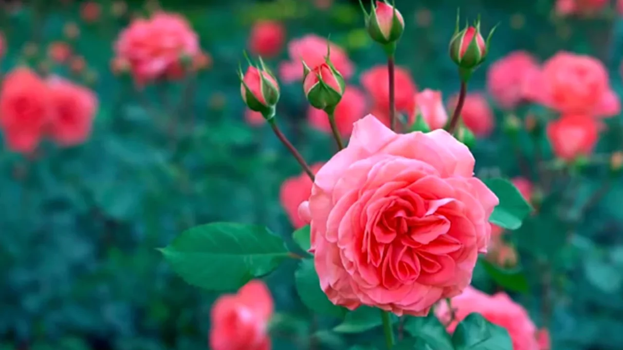 9 Plants That Love Epsom Salts 2 Roses