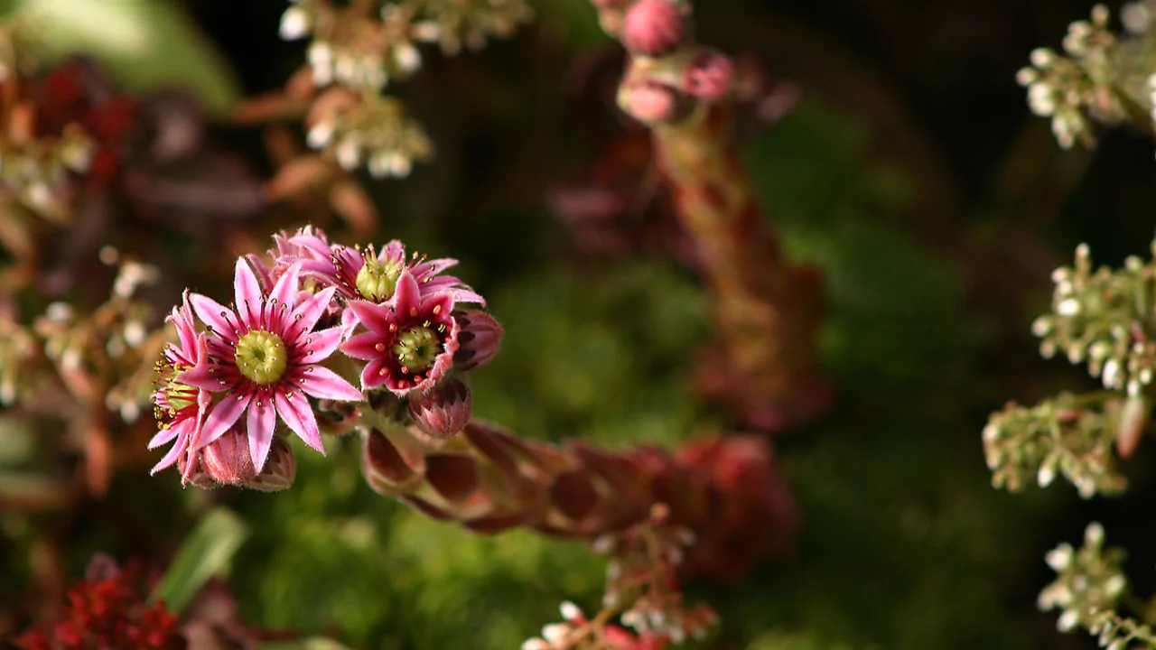 Sempervivum Tectorum