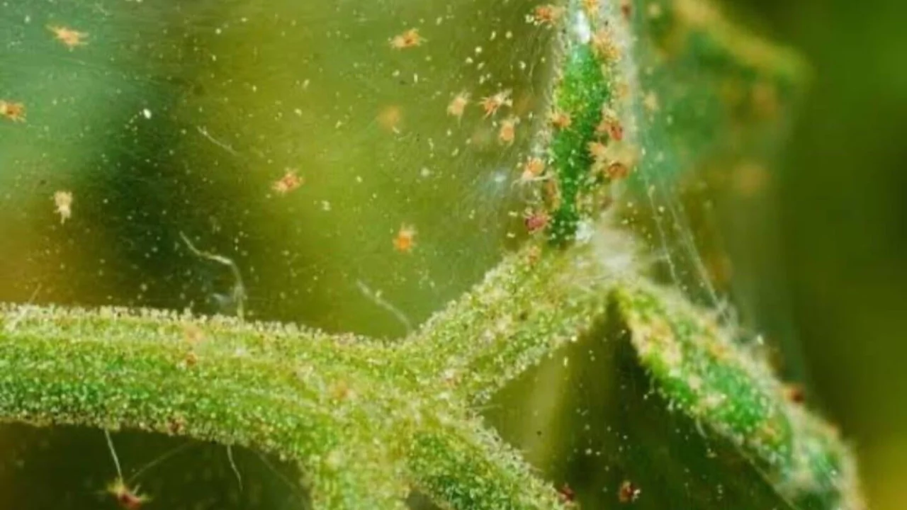 Can Spider Mites Live on Humans