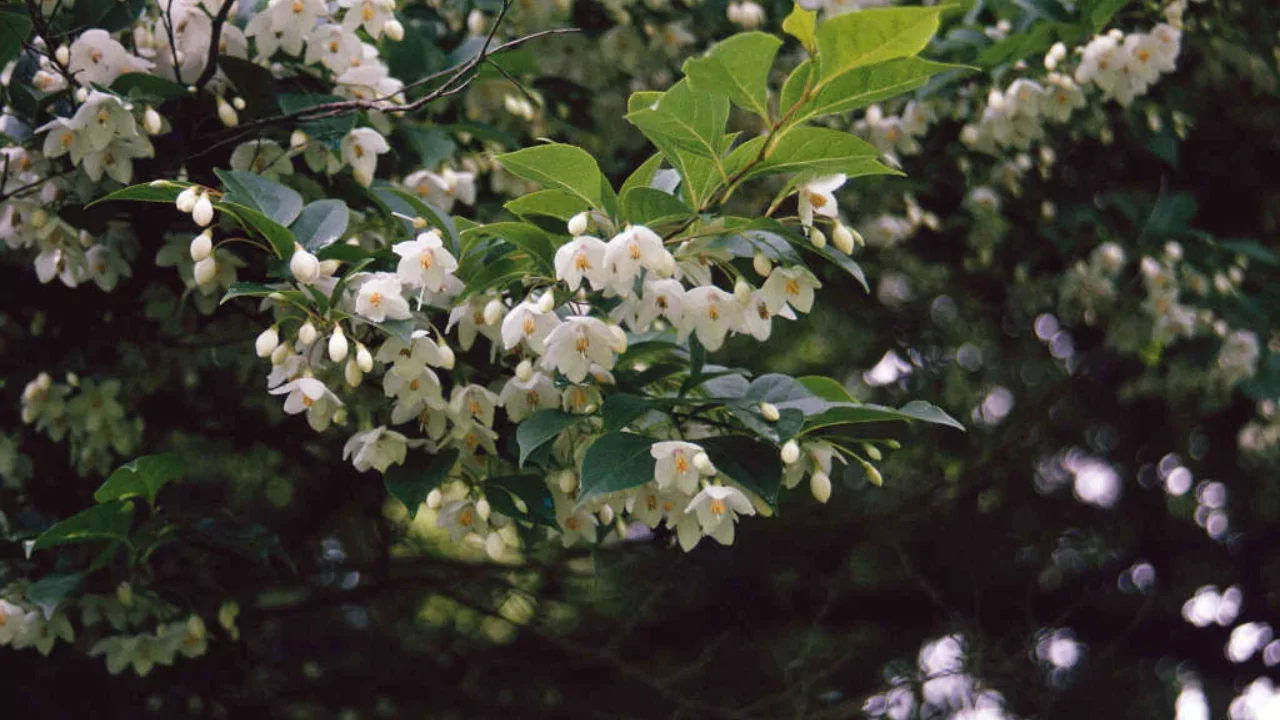 Styrax Trees