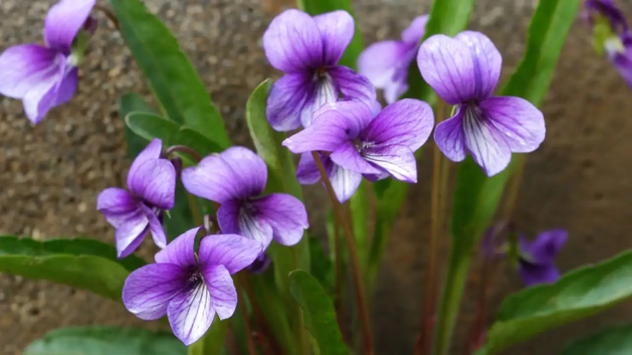 10 Popular Flowers In Japan