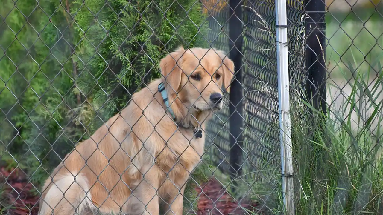 The Chain Link Dog Fence 1