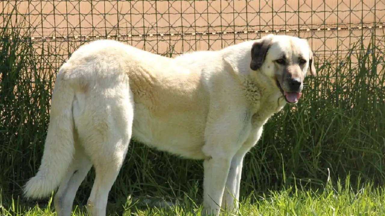 The Tall Fence For Big Dogs