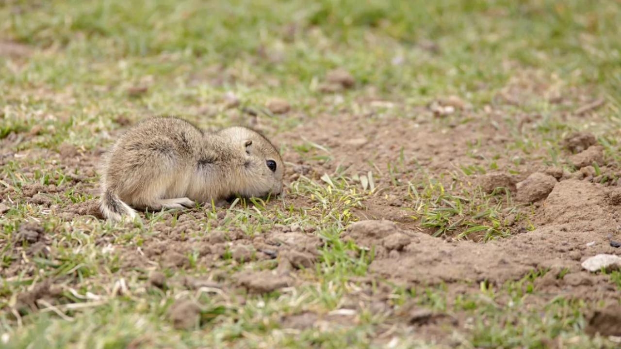 5 Best Gopher Traps for 2023 | Catch Gophers