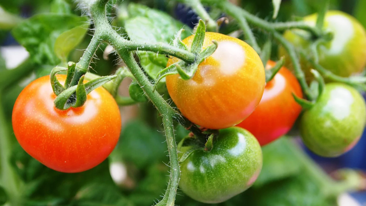 9 Plants That Love Epsom Salts 3 Tomatoes