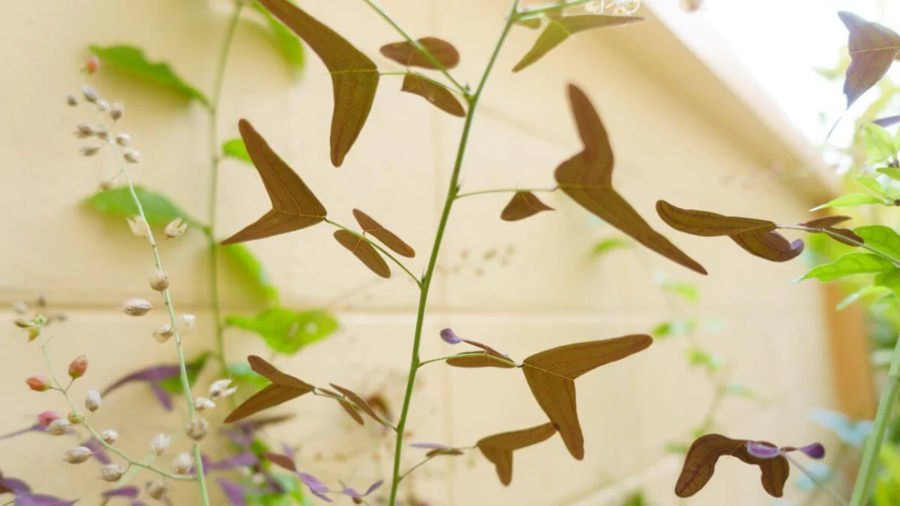 Christia Obcordata Growing Guide (Butterfly Plant Guide) 3 Watering Christia Obcordata