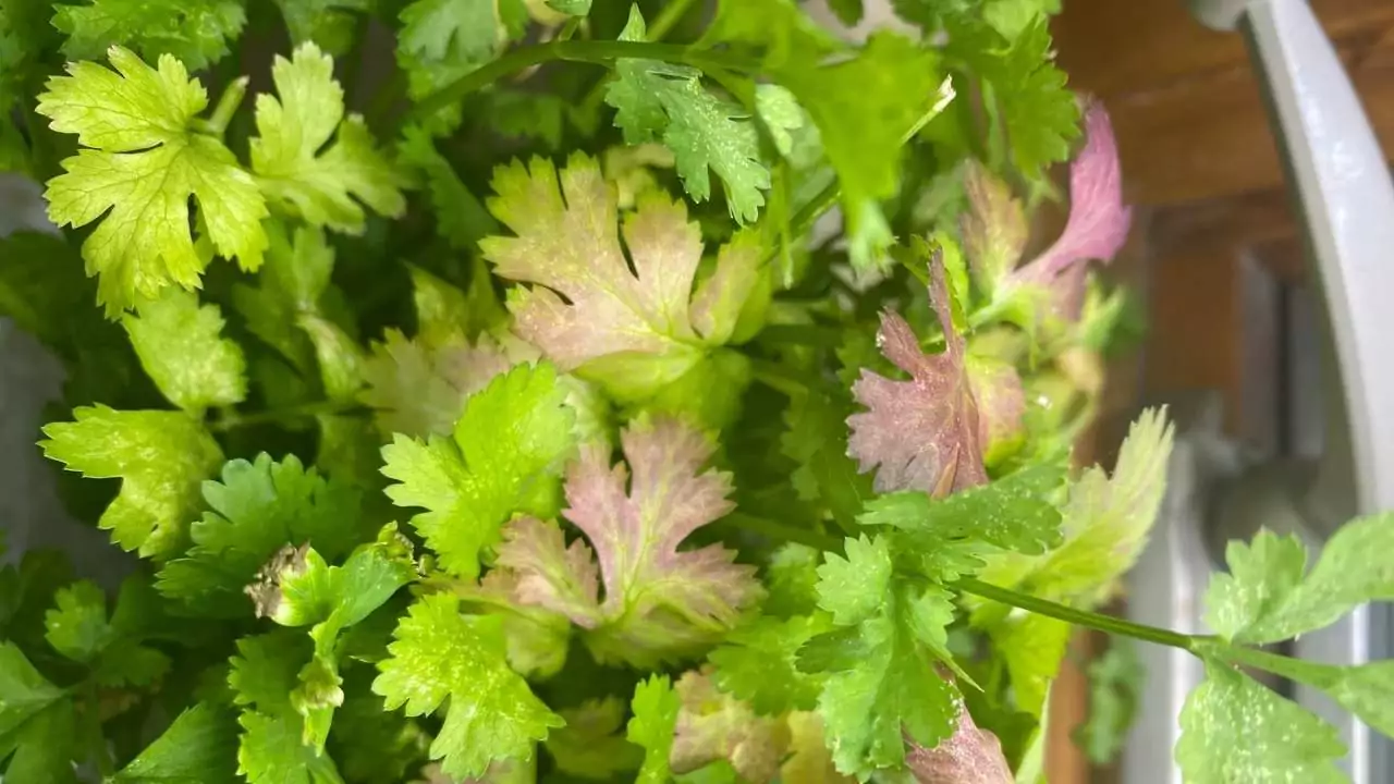 Why Are My Cilantro Stems Turning Purple