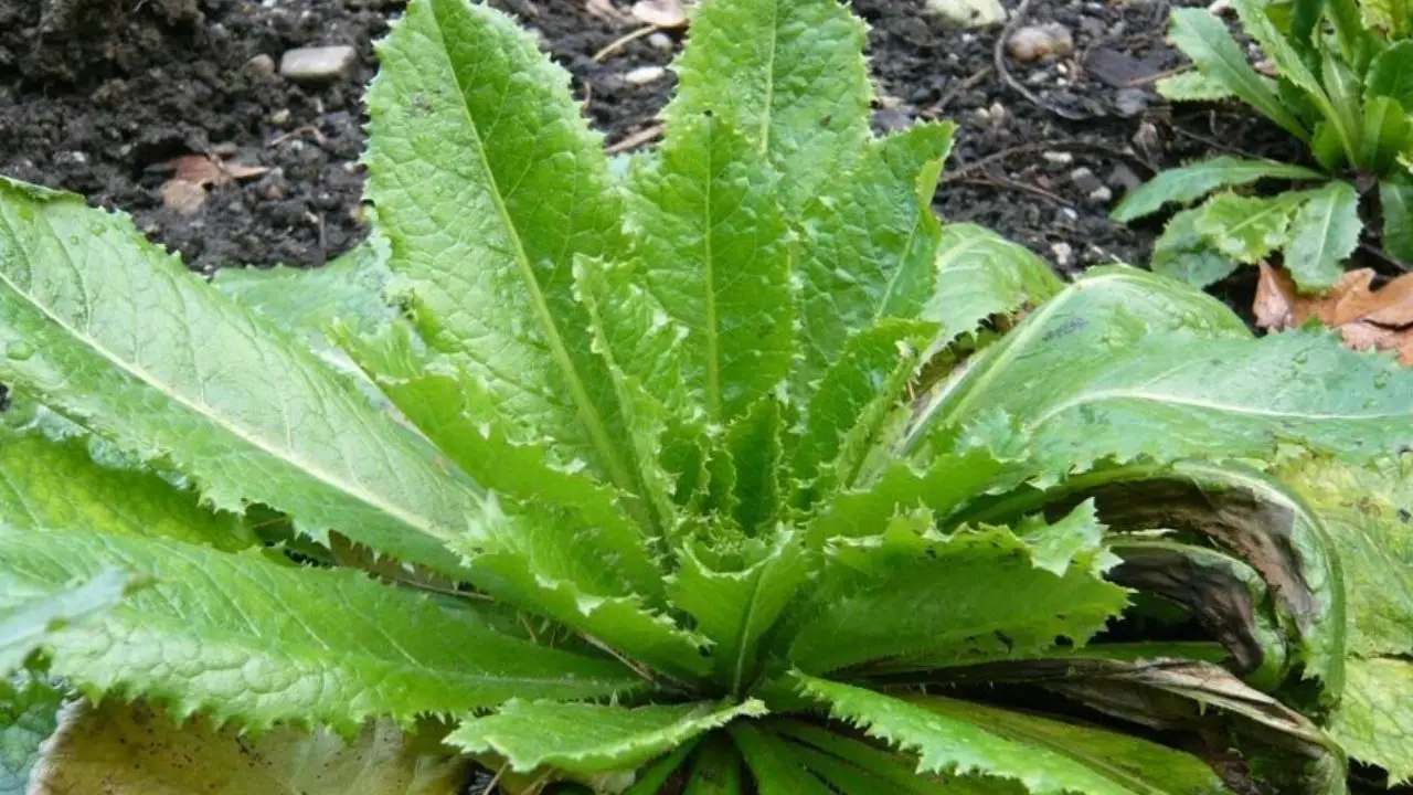 11 Tall Garden Weeds (With Images) 6 Wild Lettuce