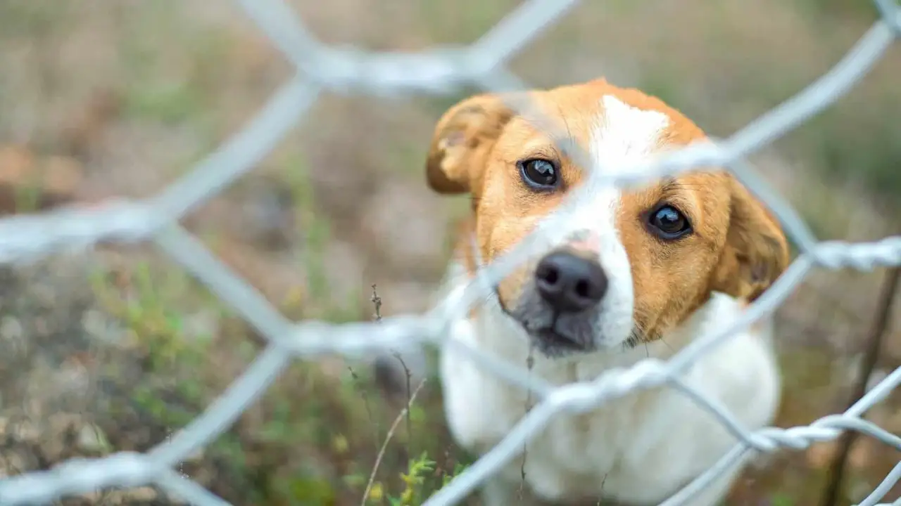 11 Effective Dog Fence Ideas For Your Backyard