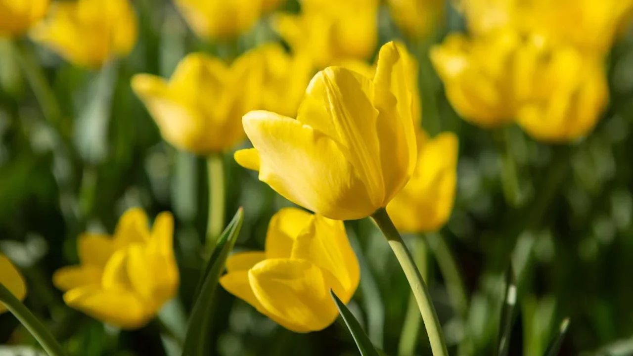 Yellow Tulips