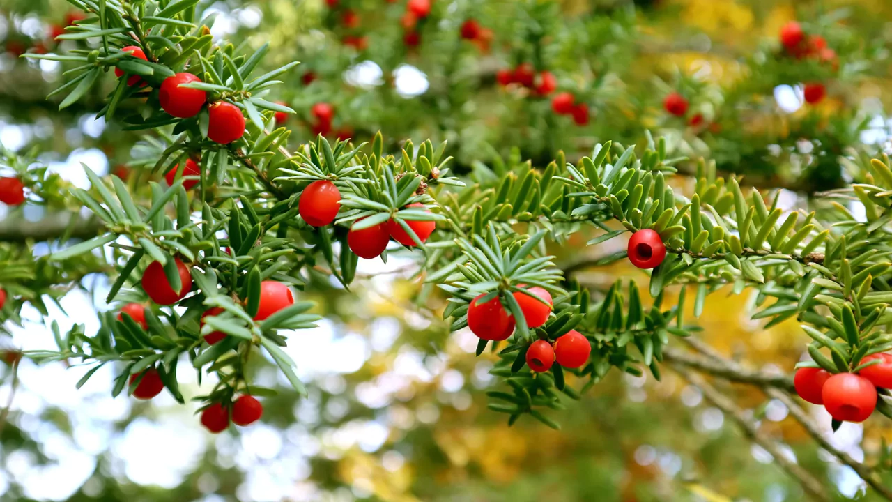 11 Trees That Don’t Lose Leaves