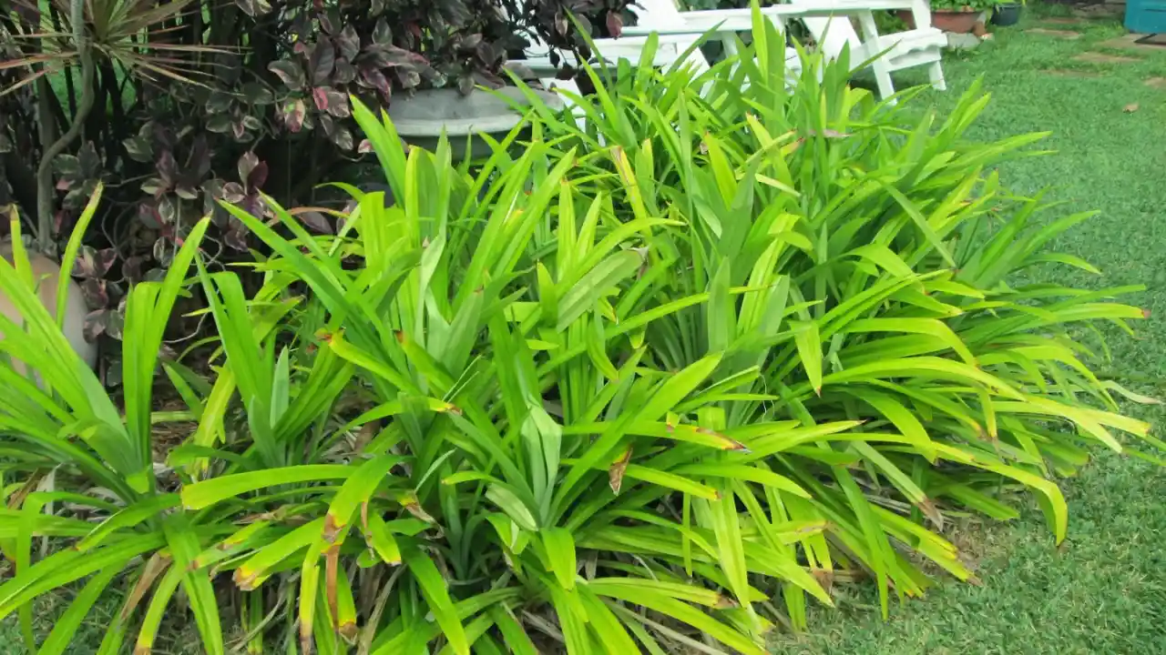Grower’s Guide for Pandan Plant 1 About Pandan plant