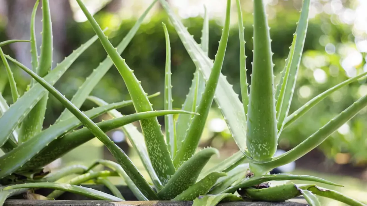 Great Advice for Reviving Sunburnt Aloe Vera Plants 3 Aloe Vera 1