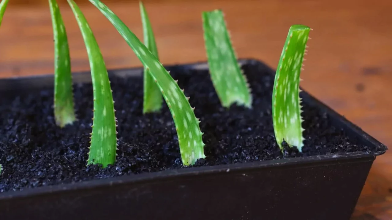 Great Advice for Reviving Sunburnt Aloe Vera Plants 2 Aloe vera fertilizer