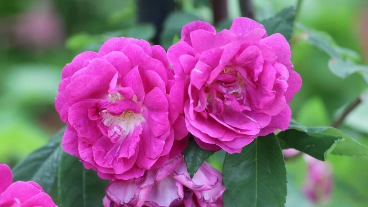 11 Different Varieties of Thornless Roses 1 Amadis Rambler