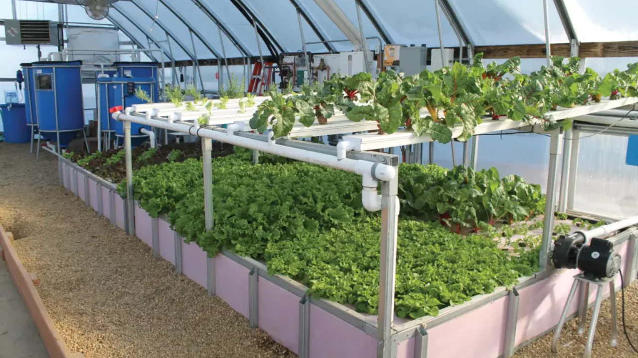 How to Design an Aquaponics System 1 Aquaponics system