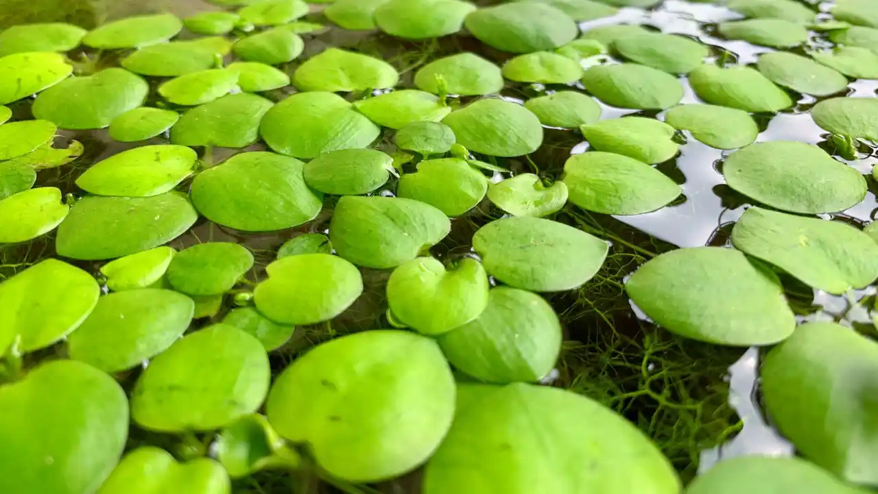 Aquatic plants for fish