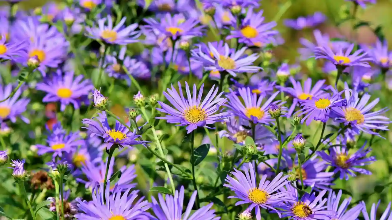 Asters
