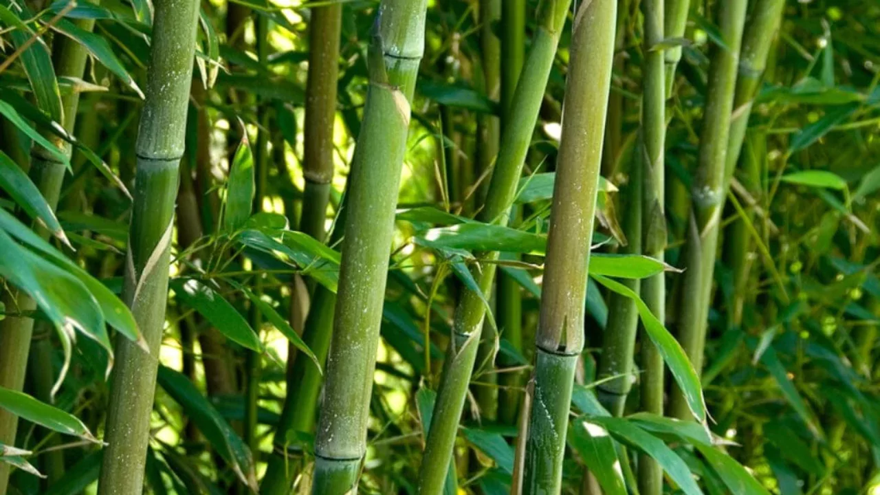 How Many Bamboo Stalks are Lucky? 2 Bamboo stalks
