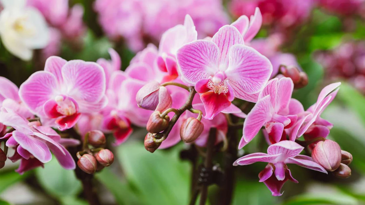 Beautiful orchids