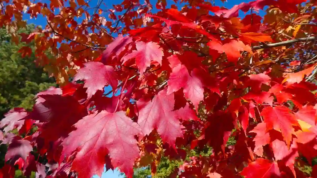 Beautiful red Maple leaves