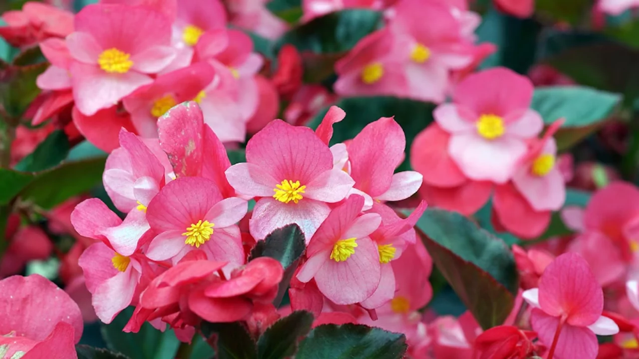 Begonias