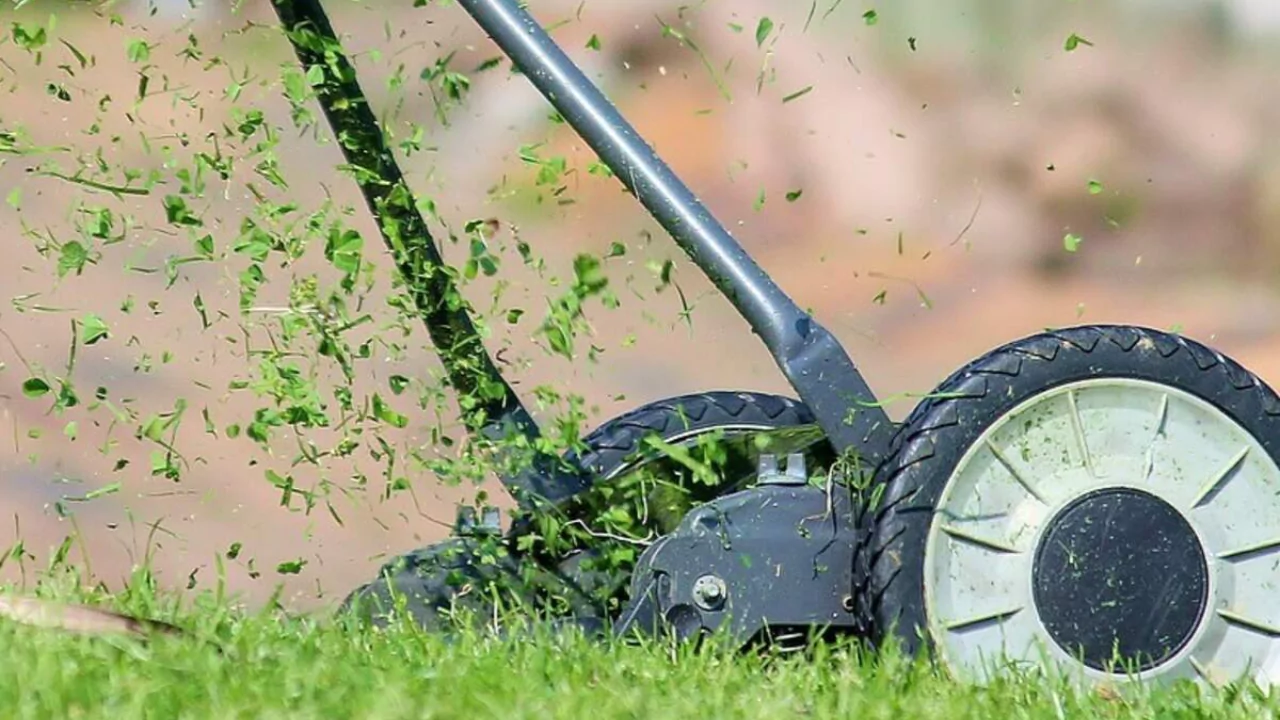 Best time for mowing the lawn