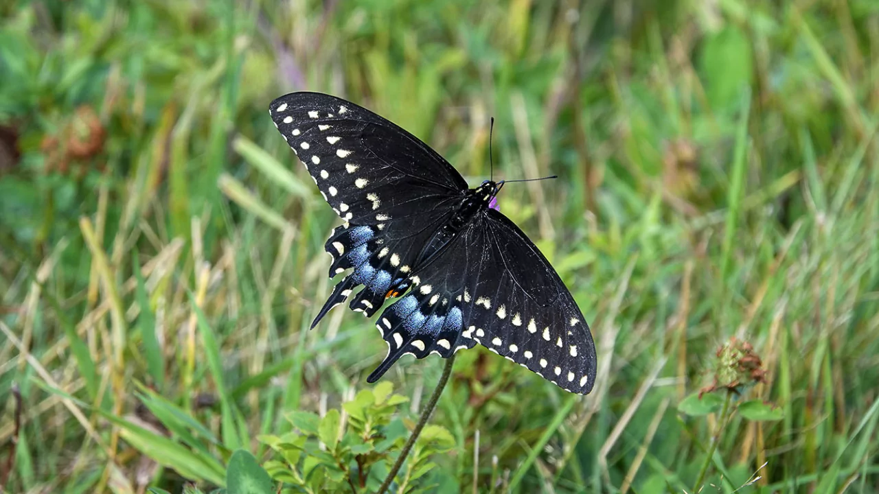 Black Swallowtail Male vs Female – How Do You Tell