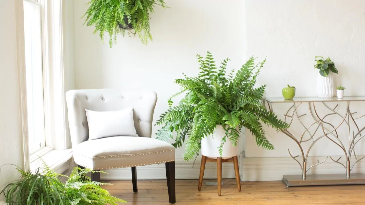 11 Low Maintenance Balcony Plants (Perfect for Windy Ledges) 8 Boston fem