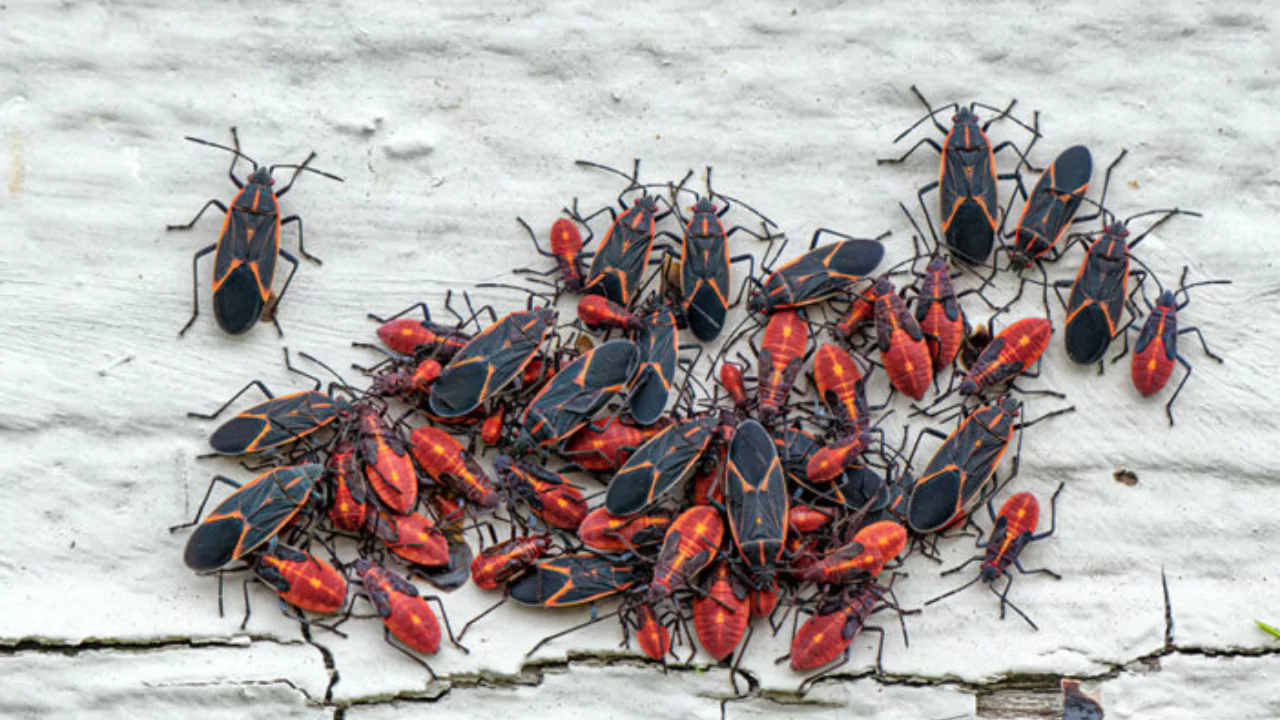 What Do Boxelder Bugs Eat