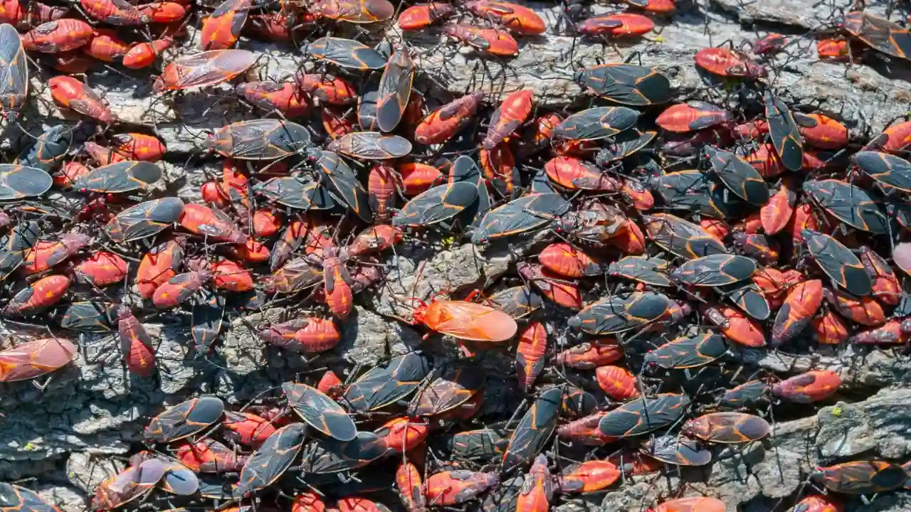 What Do Boxelder Bugs Eat? Do They Bite? 2 Boxelder bugs problems