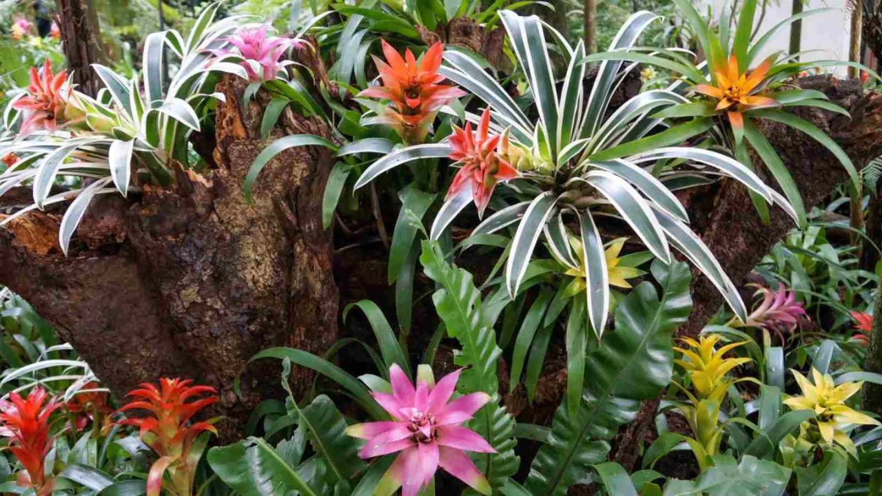 Bromeliads