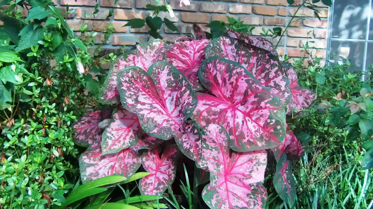 Caladium