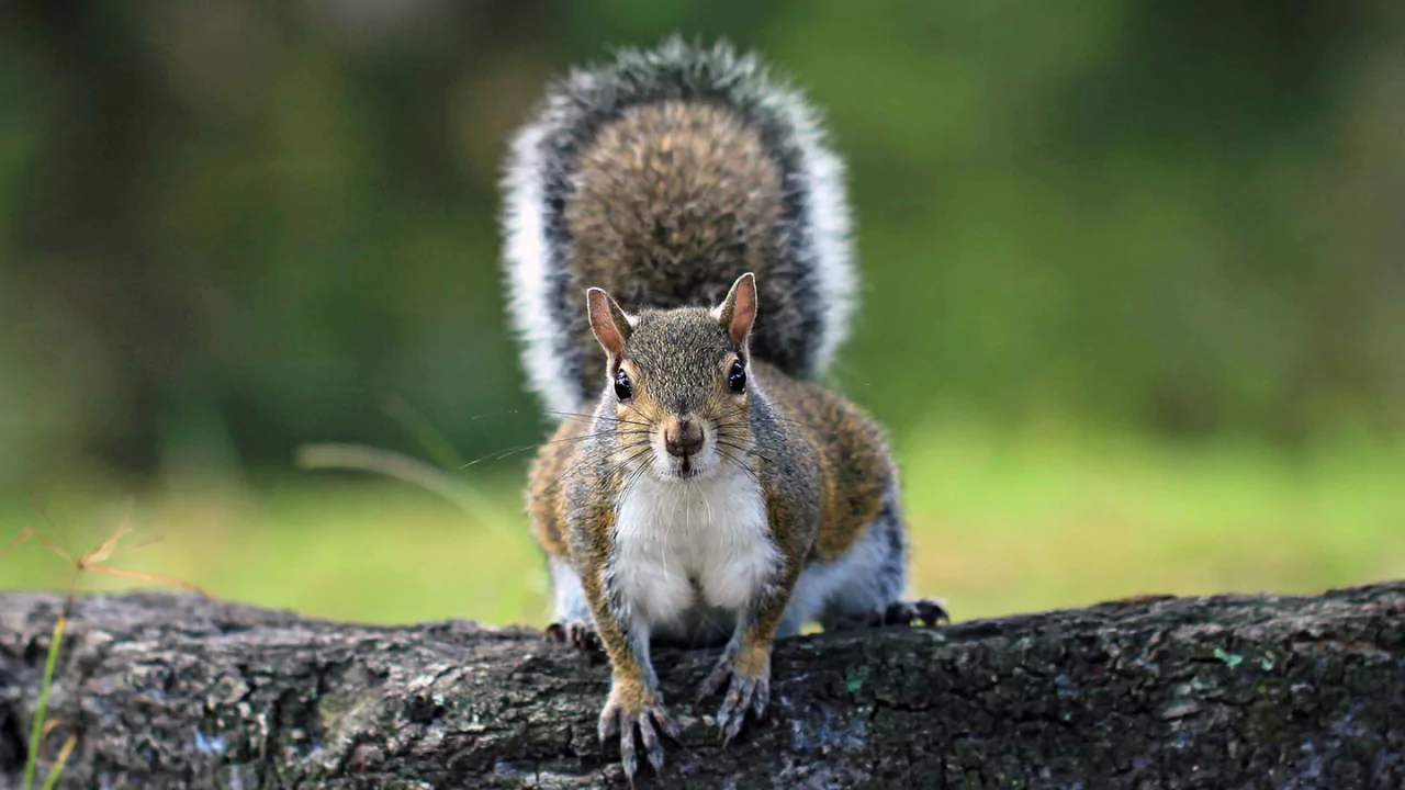 Do Squirrel’s Tails Grow Back? (What Happens If They
