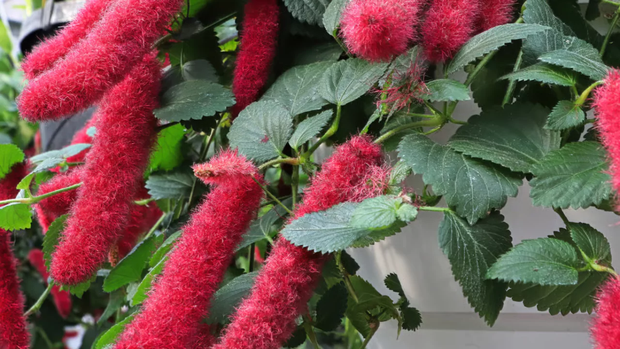 Chenille Plant