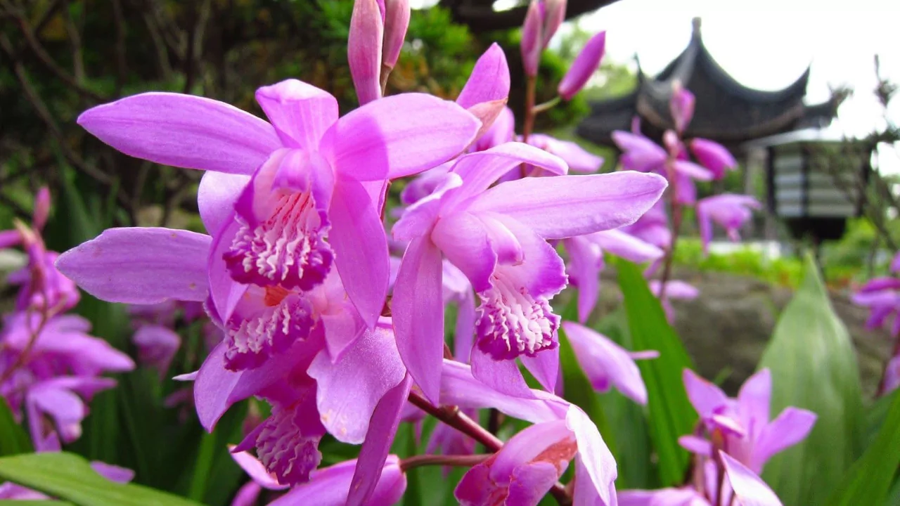 Chinese ground orchids