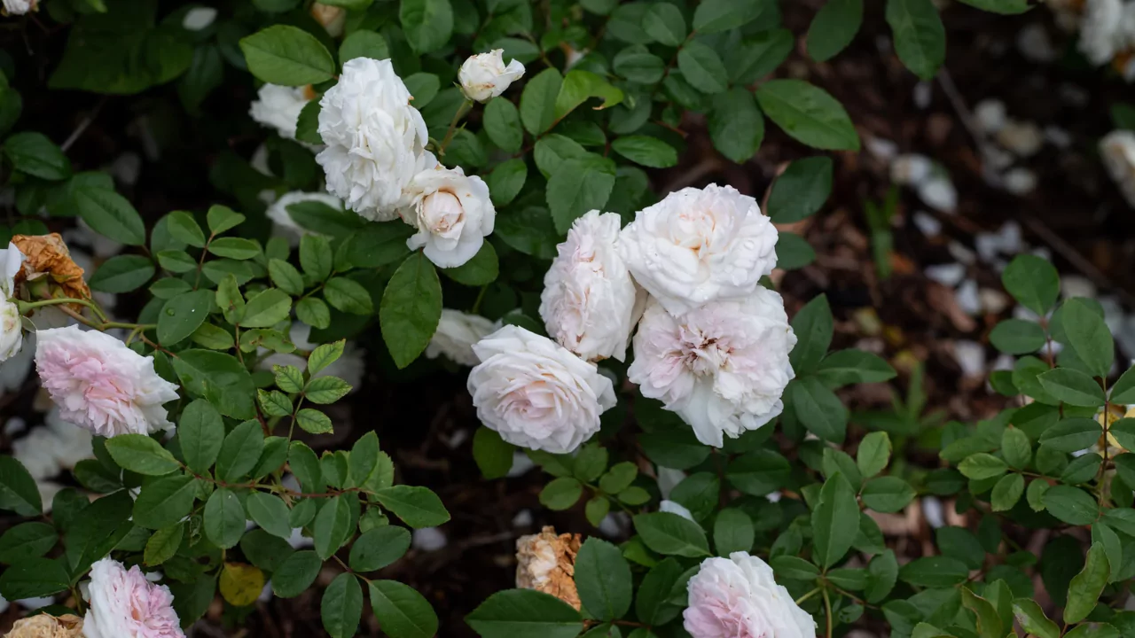 11 Different Varieties of Thornless Roses 2 Cinderella miniature rose