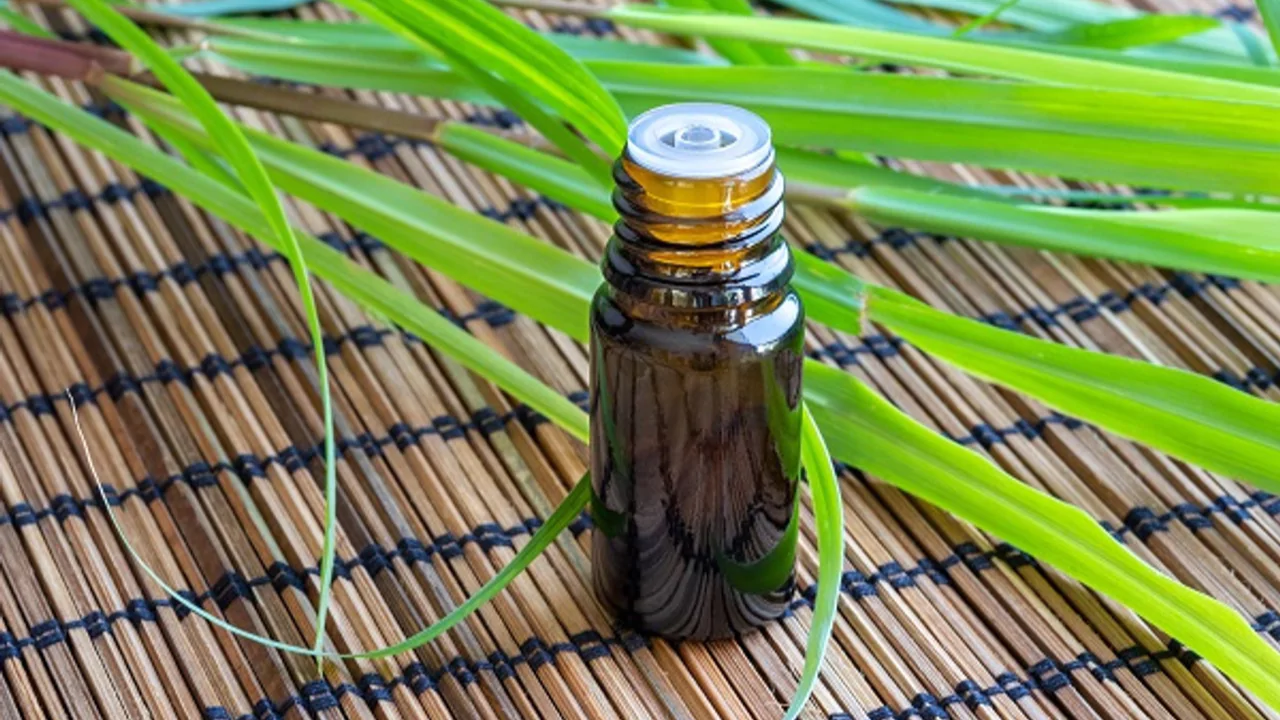 Citronella plant oil