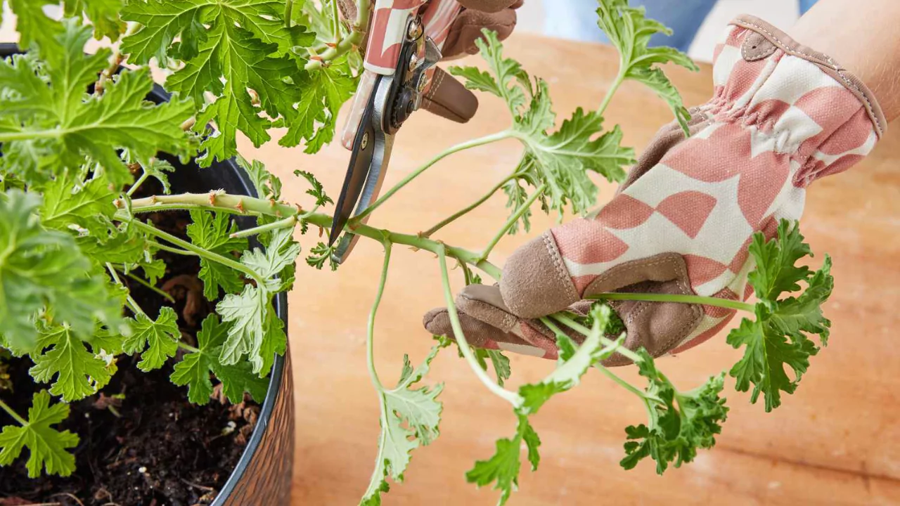 How to Grow and Use Citronella Plants – Complete Guide