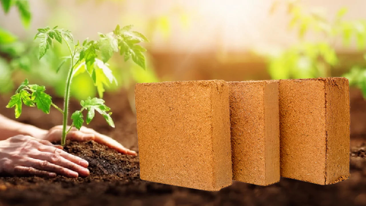 6 Coco Peat Disadvantages You Should Know About 1 Coco Peat