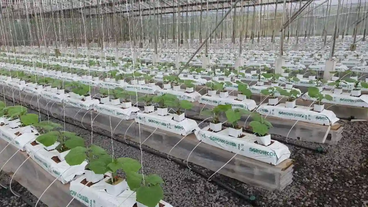 6 Coco Peat Disadvantages You Should Know About 4 Coco peat