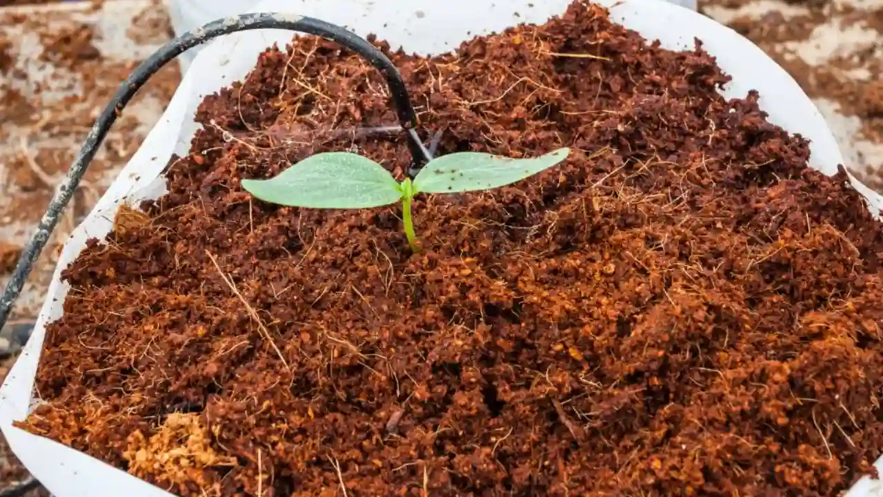 6 Coco Peat Disadvantages You Should Know About