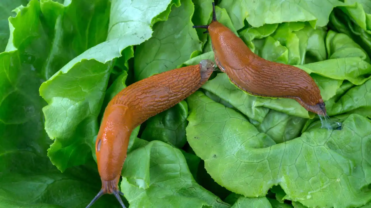 Do Slugs Have Backbones? 1 Common slug