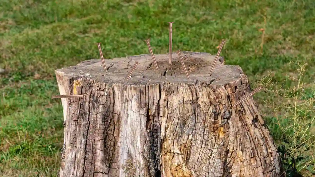 Copper Nails On Plant Roots