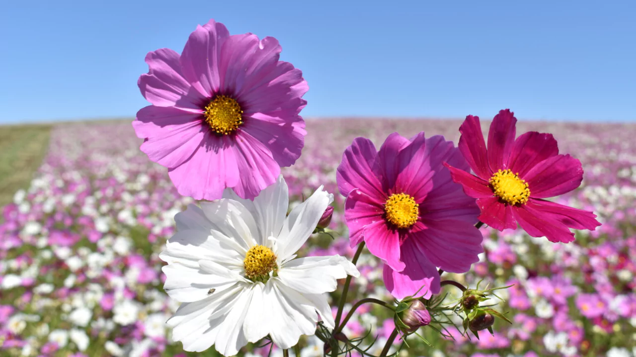 Low Maintenance Plants for Arizona 3 Cosmos Cosmos Bipinnatus