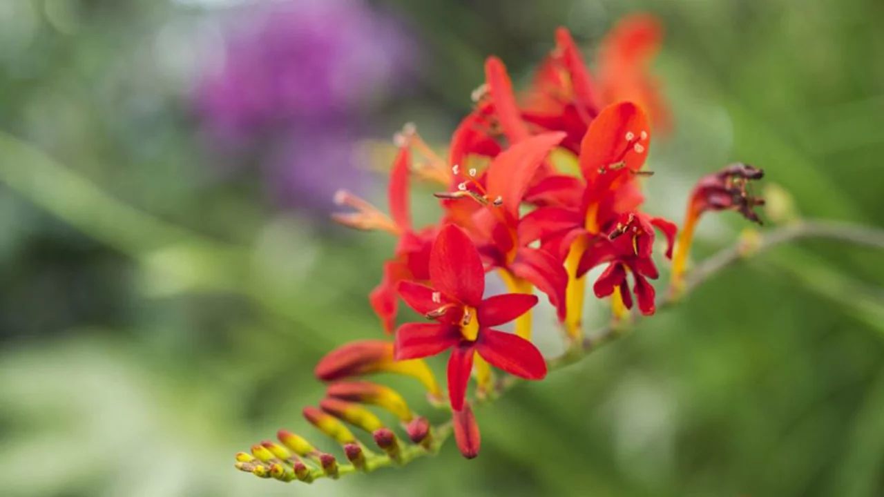 Crocosmias