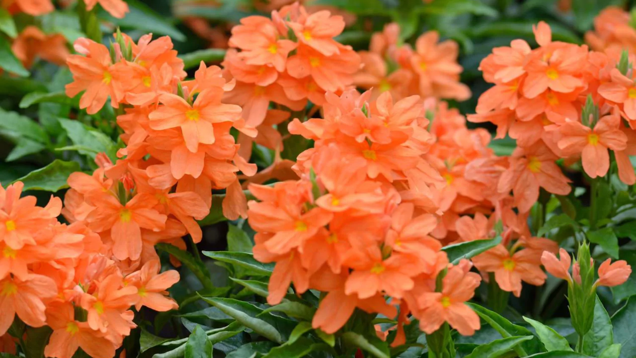 Low Maintenance Plants for Arizona 5 Crossandra Crossandra Infundibuliformis