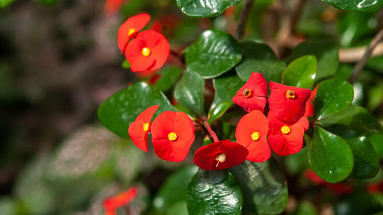 Crown of Thorns Plant