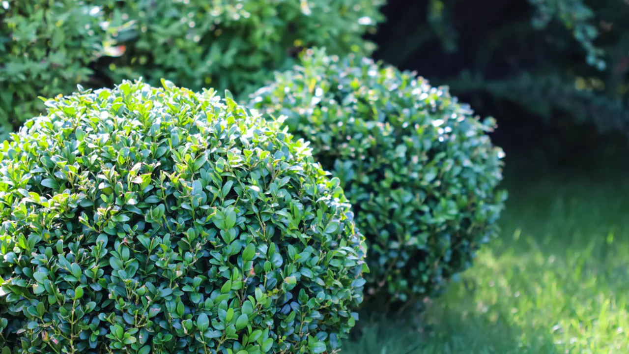 Cute Dwarf Boxwood tree