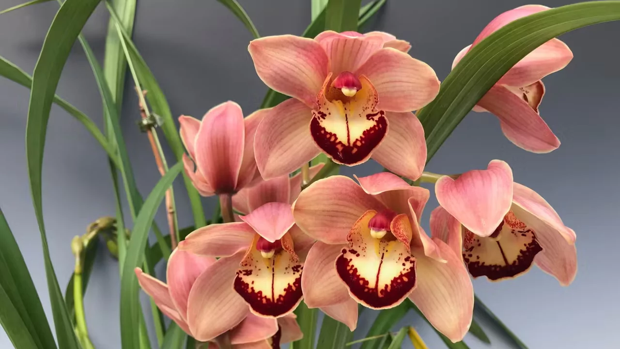 Cymbidium Orchids